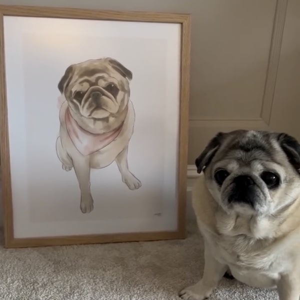 Farbige Zeichnung eines Mops, Post von @homeofneddy