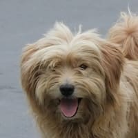 Tiere